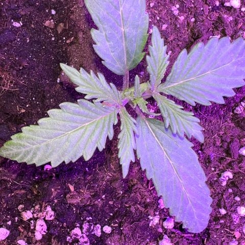 STRAWBERRY PIE growlog photo: GIORNO 8❤️