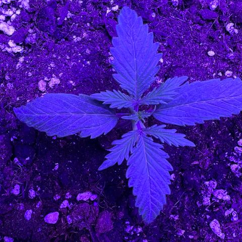 STRAWBERRY PIE growlog photo: GIORNO 8❤️
