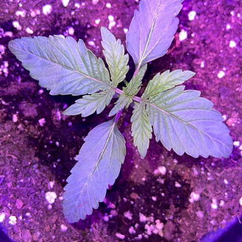 STRAWBERRY PIE growlog photo: GIORNO 8❤️