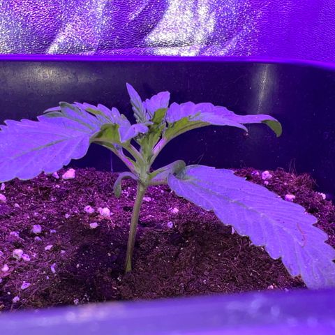 STRAWBERRY PIE growlog photo: GIORNO 8❤️