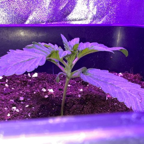 STRAWBERRY PIE growlog photo: GIORNO 8❤️