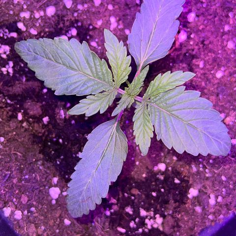 STRAWBERRY PIE growlog photo: GIORNO 8❤️