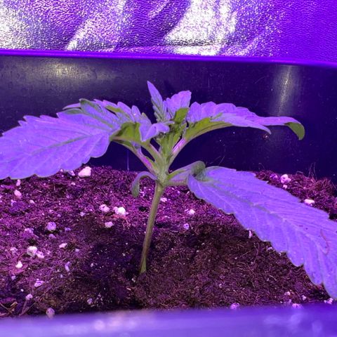 STRAWBERRY PIE growlog photo: GIORNO 8❤️