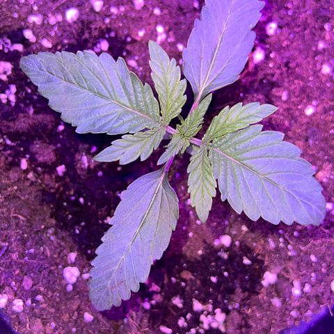 STRAWBERRY PIE growlog photo: GIORNO 8❤️