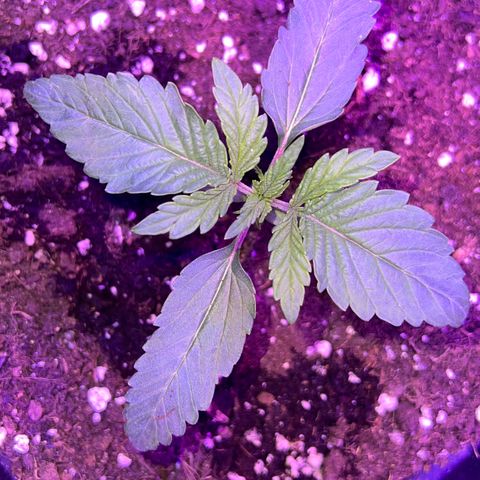 STRAWBERRY PIE growlog photo: GIORNO 8❤️