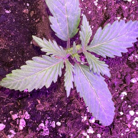 STRAWBERRY PIE growlog photo: GIORNO 8❤️
