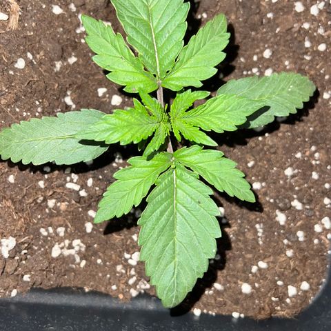 STRAWBERRY PIE growlog photo: GIORNO 9❤️