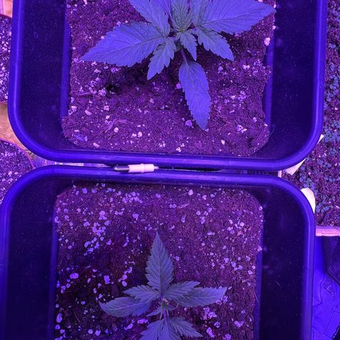 STRAWBERRY PIE growlog photo: GIORNO 9❤️
