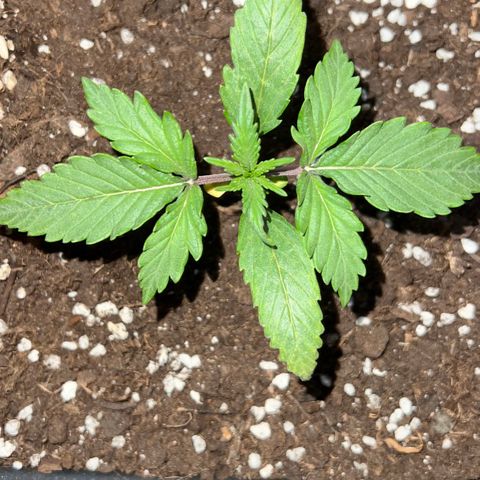 STRAWBERRY PIE growlog photo: GIORNO 9❤️