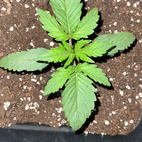 STRAWBERRY PIE growlog photo: GIORNO 9❤️