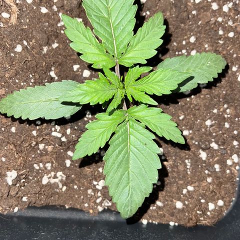 STRAWBERRY PIE growlog photo: GIORNO 9❤️