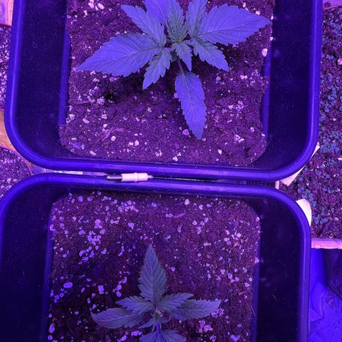 STRAWBERRY PIE growlog photo: GIORNO 9❤️