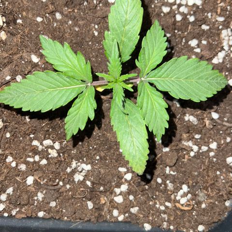 STRAWBERRY PIE growlog photo: GIORNO 9❤️