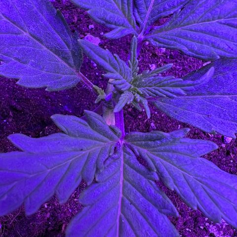 STRAWBERRY PIE growlog photo: GIORNO 9❤️