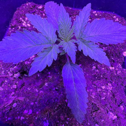 STRAWBERRY PIE growlog photo: GIORNO 9❤️