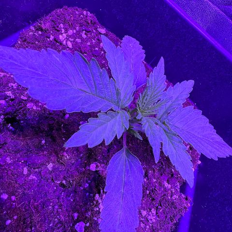 STRAWBERRY PIE growlog photo: GIORNO 9❤️