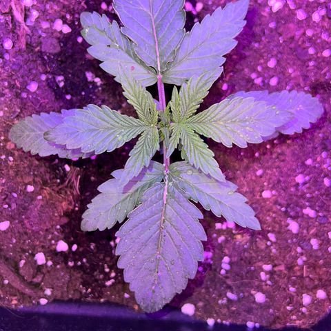 STRAWBERRY PIE growlog photo: GIORNO 10❤️