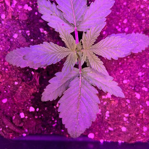 STRAWBERRY PIE growlog photo: GIORNO 10❤️