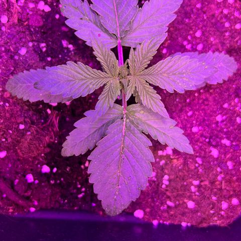 STRAWBERRY PIE growlog photo: GIORNO 10❤️