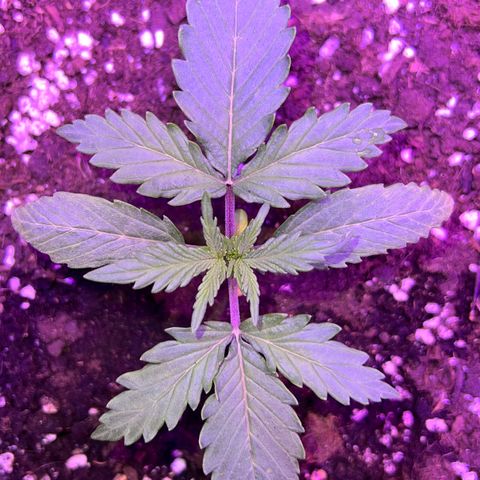 STRAWBERRY PIE growlog photo: GIORNO 10❤️