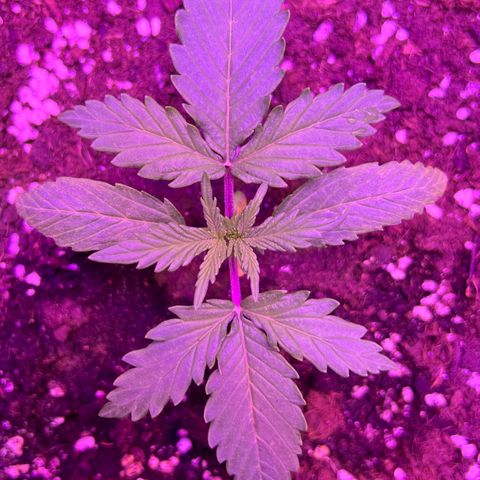 STRAWBERRY PIE growlog photo: GIORNO 10❤️