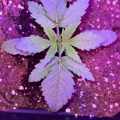 STRAWBERRY PIE growlog photo: GIORNO 10❤️