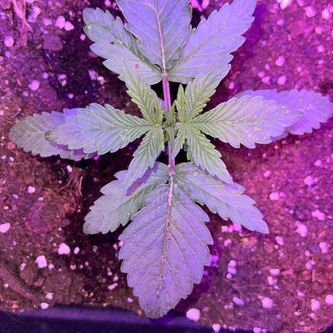 STRAWBERRY PIE growlog photo: GIORNO 10❤️