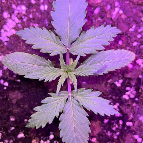 STRAWBERRY PIE growlog photo: GIORNO 10❤️