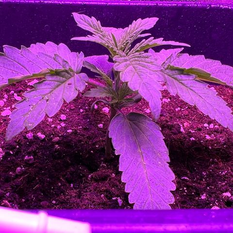 STRAWBERRY PIE growlog photo: GIORNO 10❤️