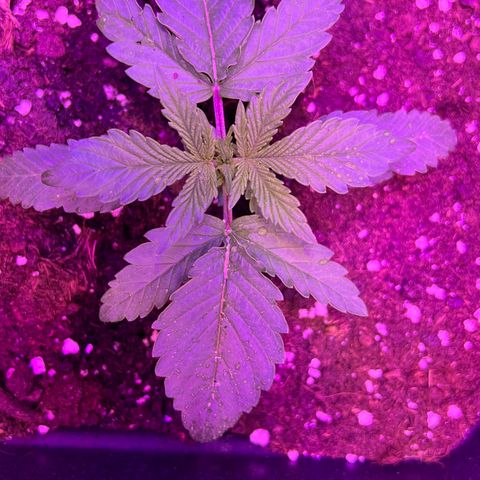 STRAWBERRY PIE growlog photo: GIORNO 10❤️