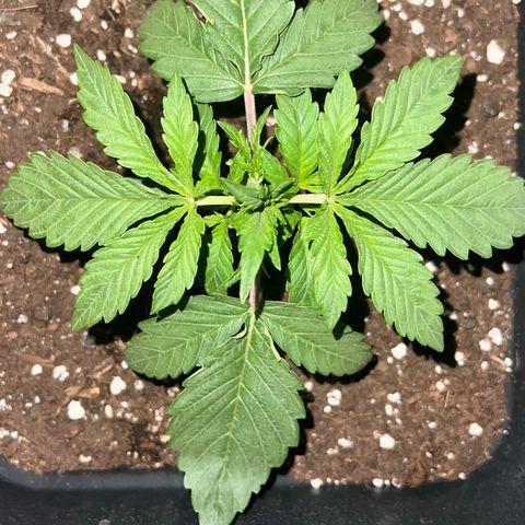 STRAWBERRY PIE growlog photo: GIORNO 11❤️