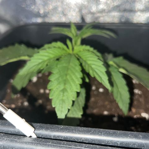 STRAWBERRY PIE growlog photo: GIORNO 11❤️