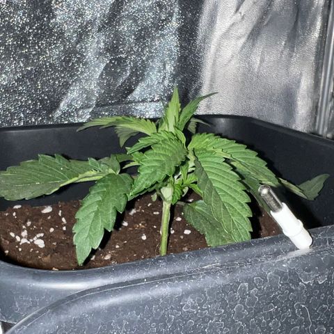 STRAWBERRY PIE growlog photo: GIORNO 11❤️