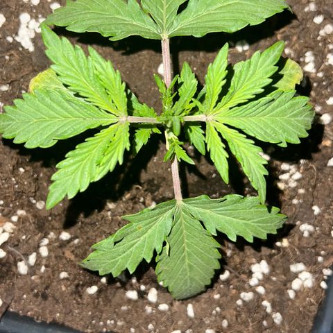 STRAWBERRY PIE growlog photo: GIORNO 11❤️