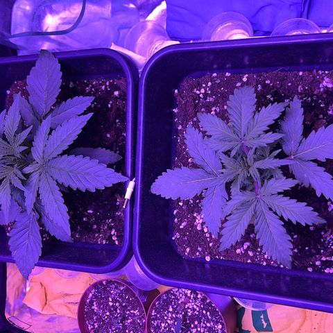 STRAWBERRY PIE growlog photo: GIORNO 13❤️