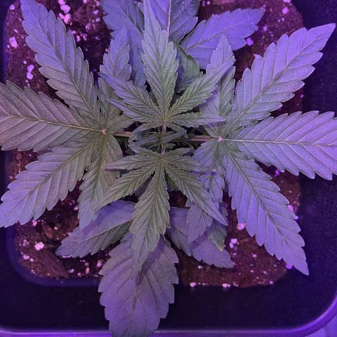 STRAWBERRY PIE growlog photo: GIORNO 13❤️