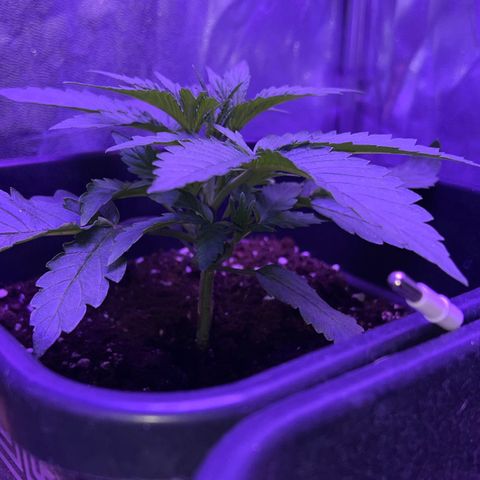 STRAWBERRY PIE growlog photo: GIORNO 13❤️