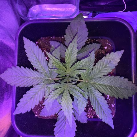 STRAWBERRY PIE growlog photo: GIORNO 13❤️