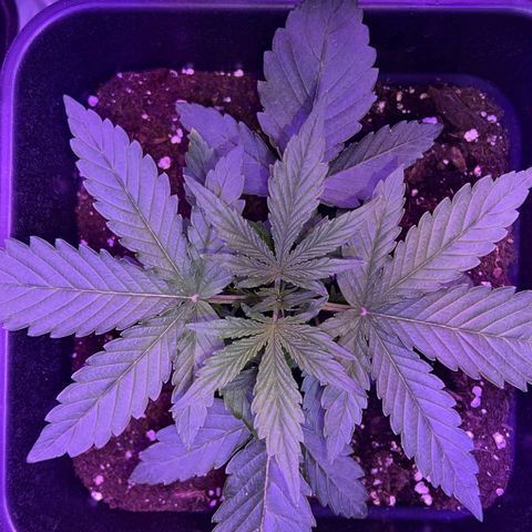 STRAWBERRY PIE growlog photo: GIORNO 13❤️