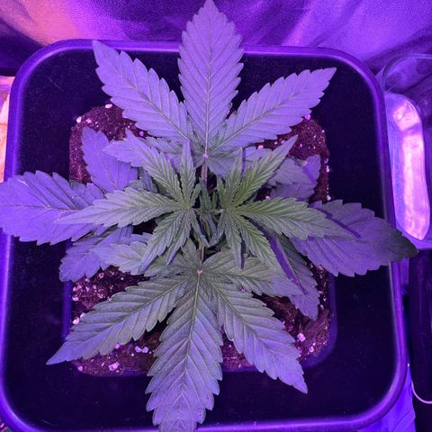 STRAWBERRY PIE growlog photo: GIORNO 13❤️