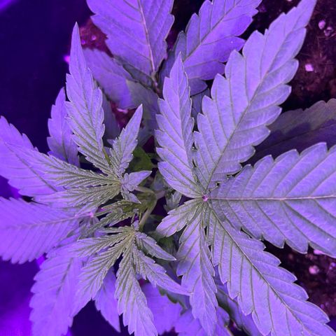 STRAWBERRY PIE growlog photo: GIORNO 13❤️