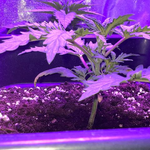 STRAWBERRY PIE growlog photo: GIORNO 13❤️