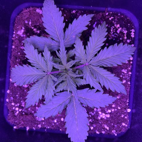 STRAWBERRY PIE growlog photo: GIORNO 13❤️