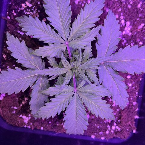 STRAWBERRY PIE growlog photo: GIORNO 13❤️
