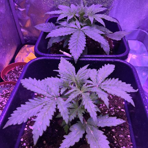 STRAWBERRY PIE growlog photo: GIORNO 14❤️