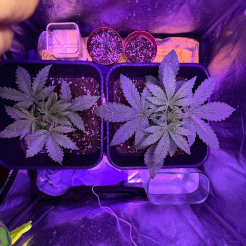 STRAWBERRY PIE growlog photo: GIORNO 14❤️