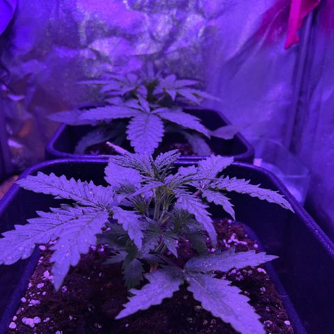 STRAWBERRY PIE growlog photo: GIORNO 14❤️