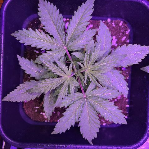 STRAWBERRY PIE growlog photo: GIORNO 14❤️