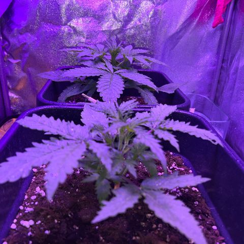STRAWBERRY PIE growlog photo: GIORNO 14❤️