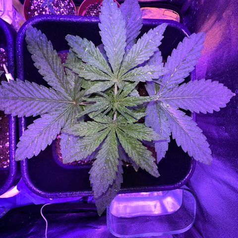 STRAWBERRY PIE growlog photo: GIORNO 14❤️